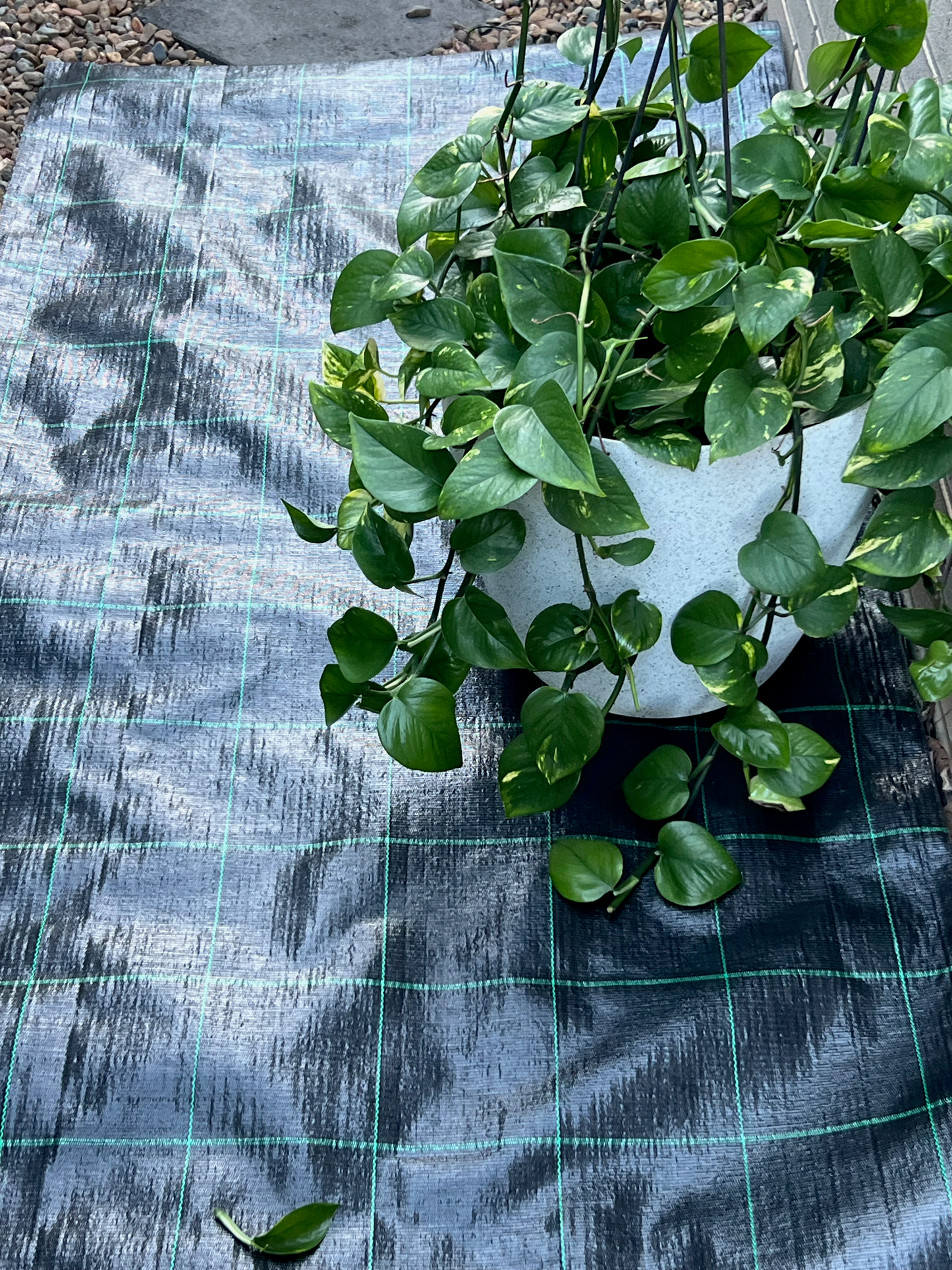 Potted plant on a textured blue surface