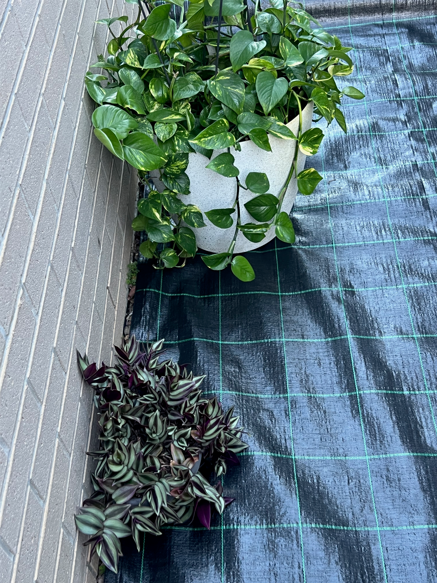Two potted plants on a checkered fabric surface