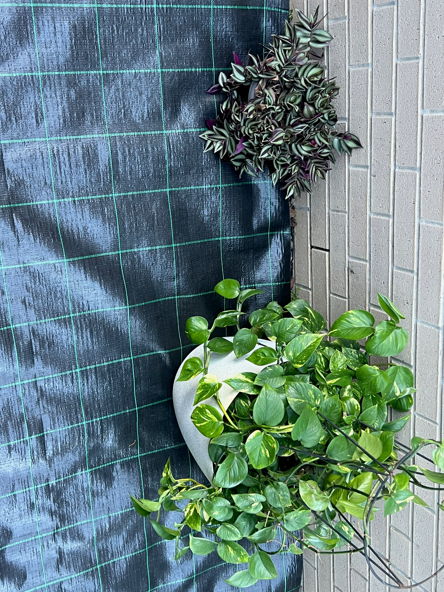 Potted plants against a tiled wall with a blue checkered pattern.