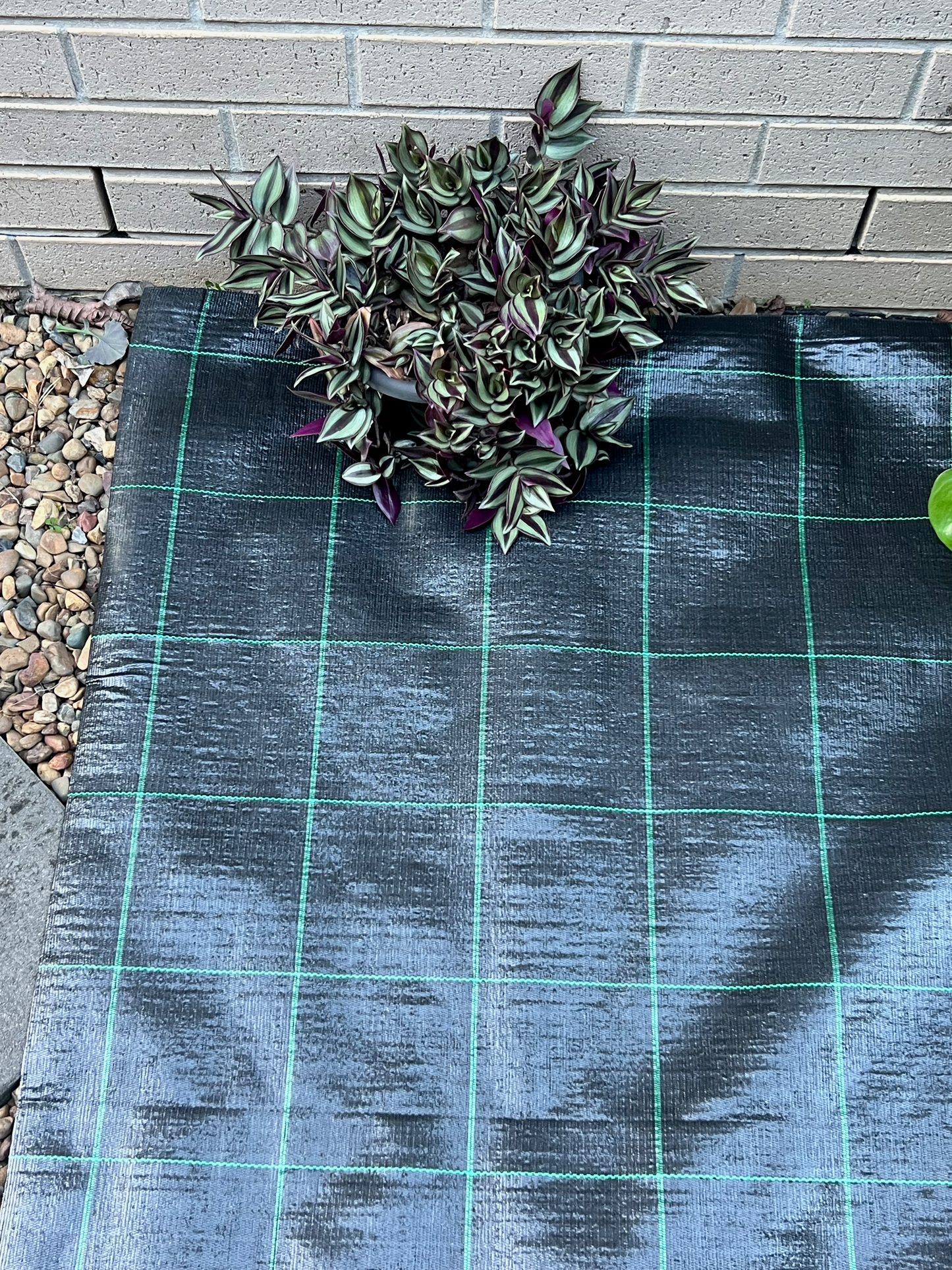 Small potted plant on a black grid mat against a gray brick wall.