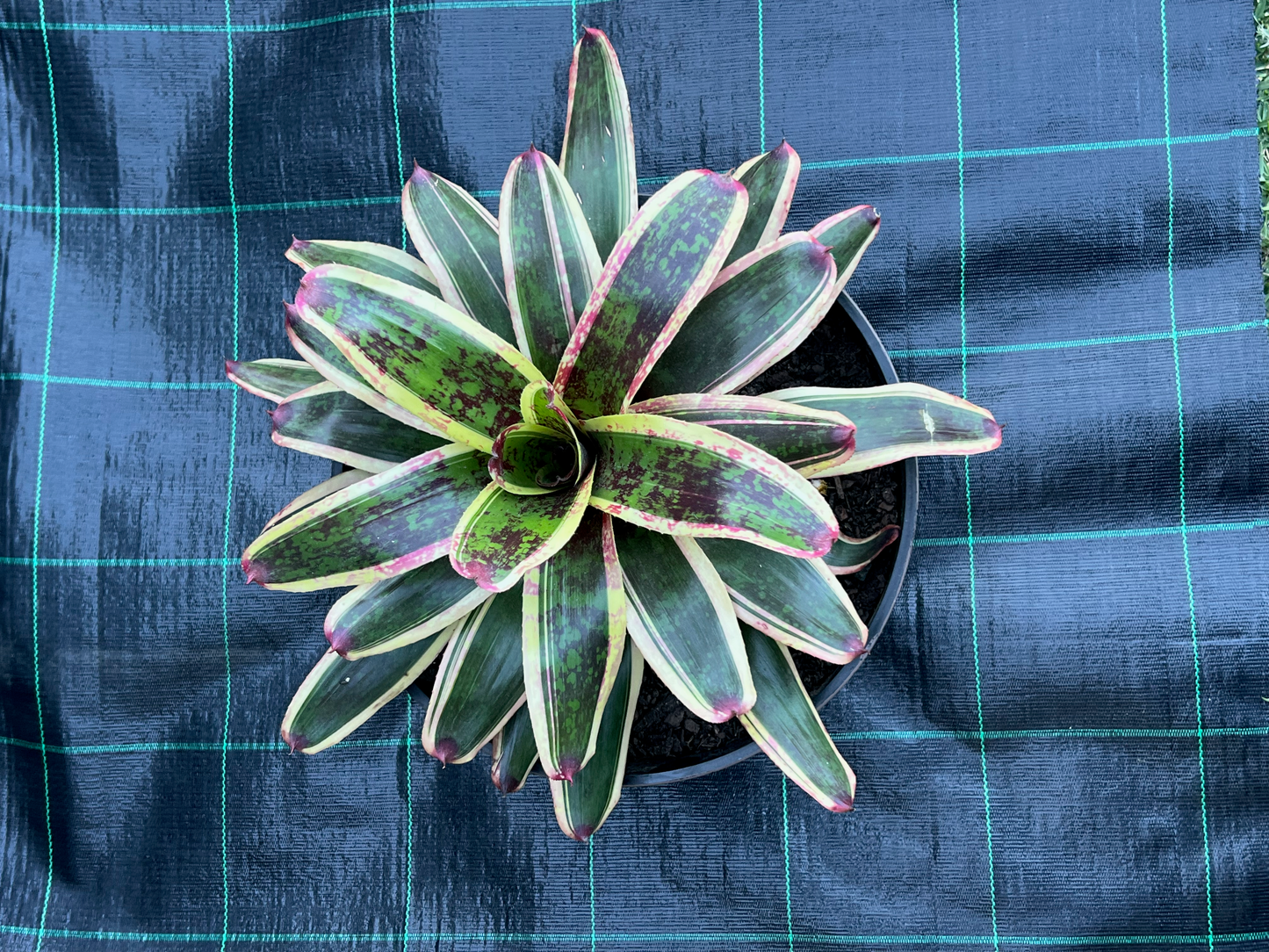 Potted plant with green and pink leaves on a blue checkered background