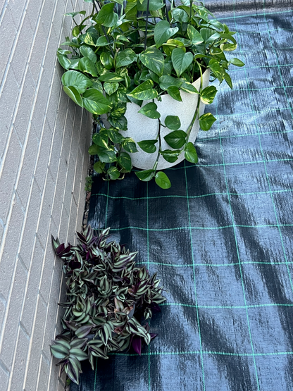 Two potted plants on a checkered fabric surface