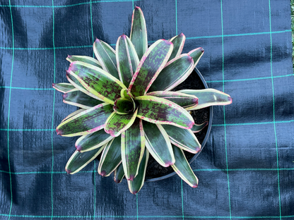 Potted plant with green and pink leaves on a blue checkered background