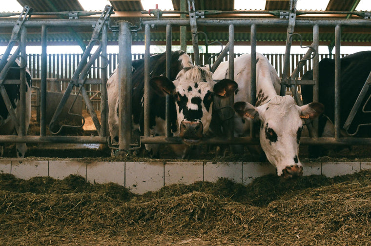 Livestock & Feed