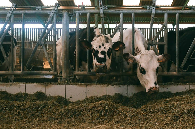 Livestock & Feed
