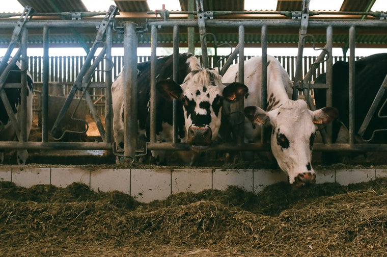 Livestock & Feed