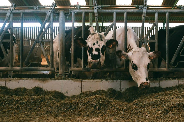 Livestock & Feed
